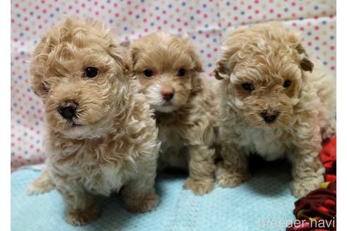 成約済の山梨県のマルプー:マルチーズ×トイプードル-185222の2枚目